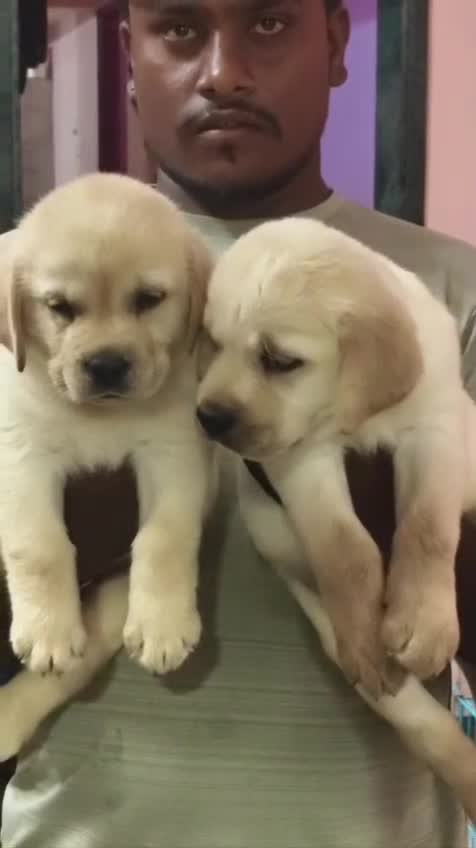 Beagle Black & Tan Puppy, farm video