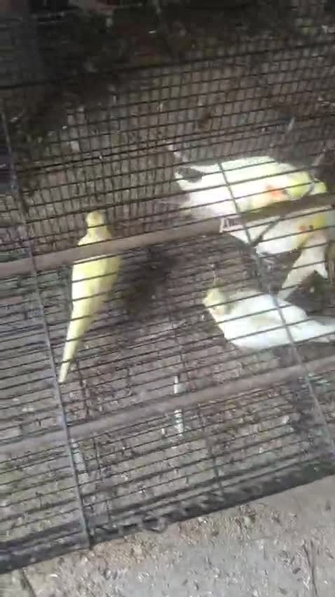 Cockatiel, farm video