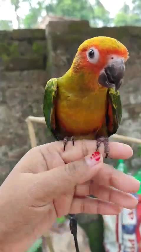 Sun Conure, farm video