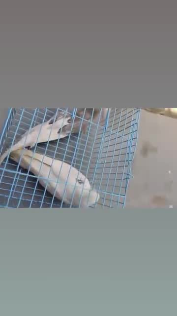 Cockatiel, farm video