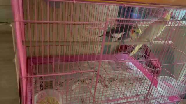 Cockatiel, farm video