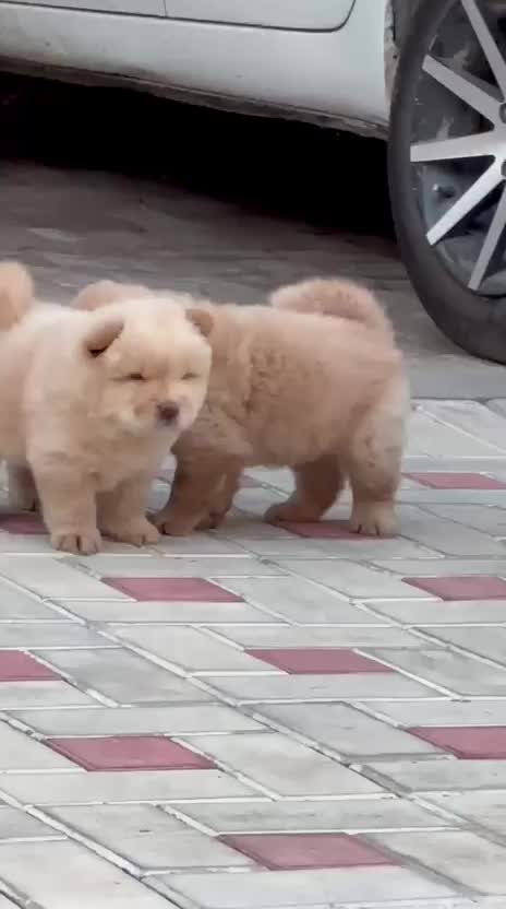Chow Chow Puppies, farm video