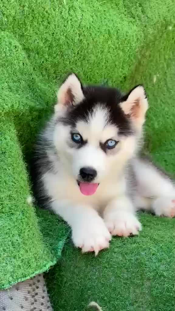 Siberian Husky Puppy | White Color, farm video