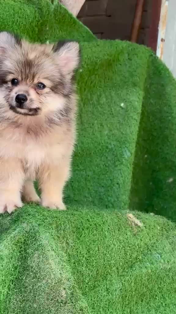 Pomeranian Puppy, farm video