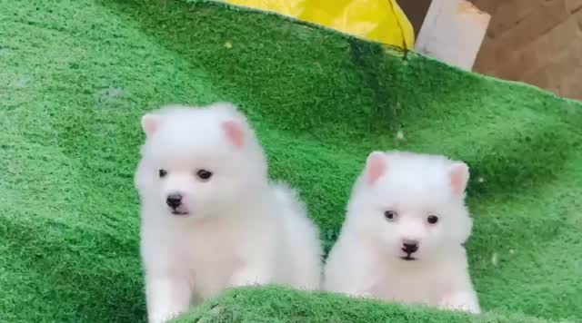 Pomeranian Puppy, farm video
