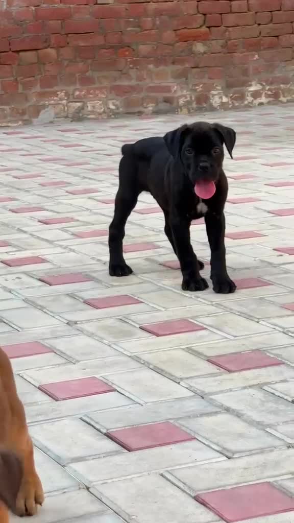 Cane Corso Puppy, farm video
