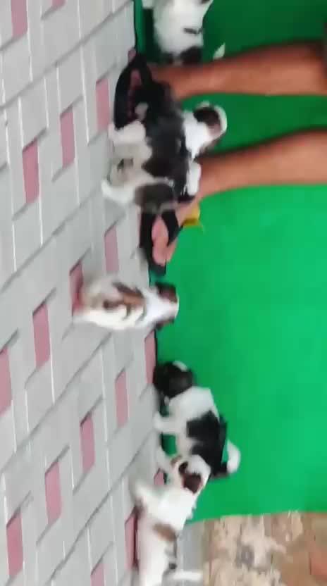 Shih Tzu | Tri Color Puppy, farm video