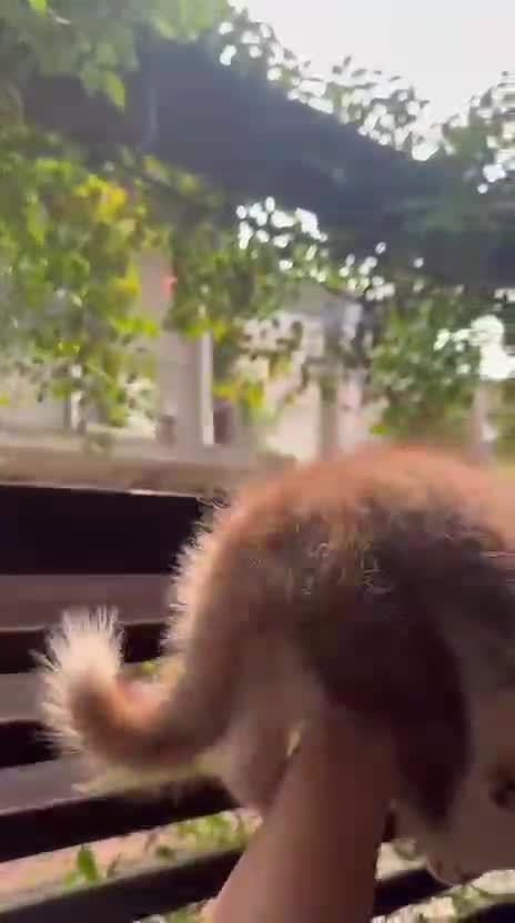 Siberian Husky Puppy | White Color, farm video