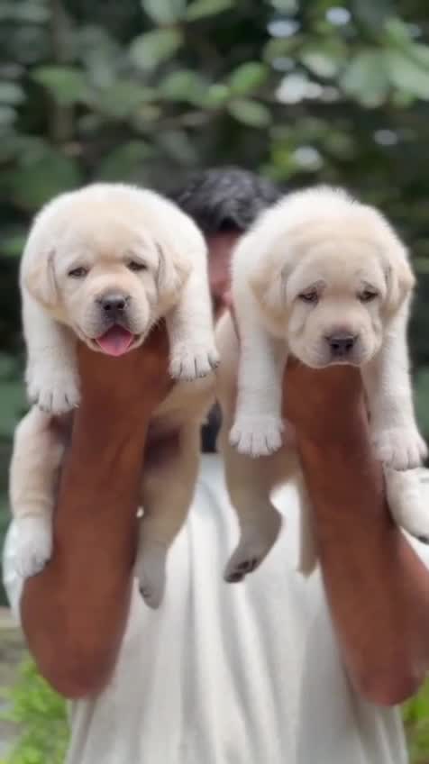 Beagle Black & Tan Puppy, farm video