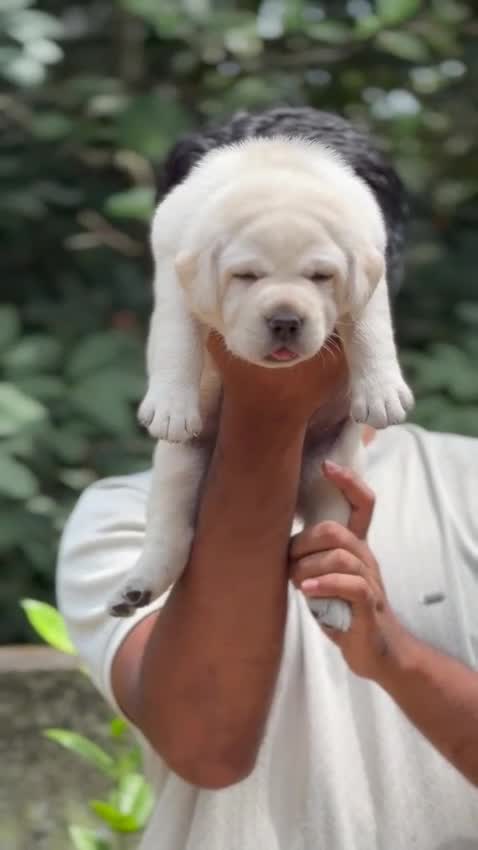 Beagle Black & Tan Puppy, farm video