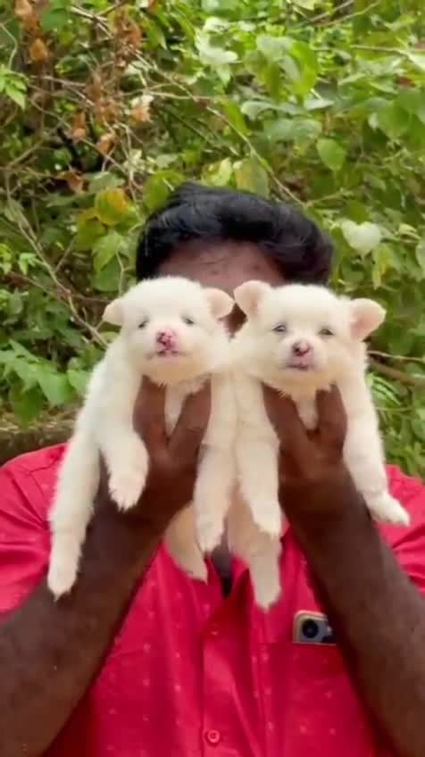 Pomeranian Puppy, farm video