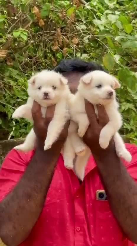 Pomeranian Puppy, farm video