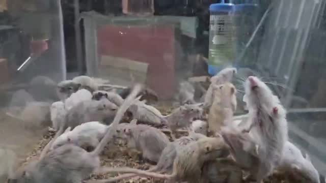 Gerbil, farm video