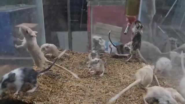 Gerbil, farm video