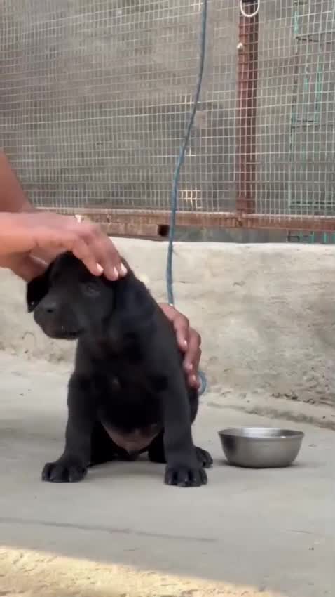 Beagle Black & Tan Puppy, farm video