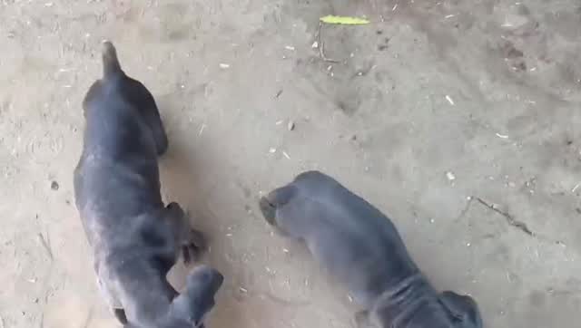 Dachshund Puppy, farm video