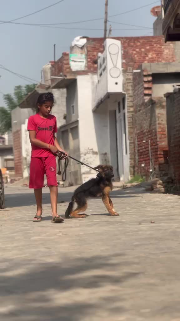 German Shepherd Puppy, farm video