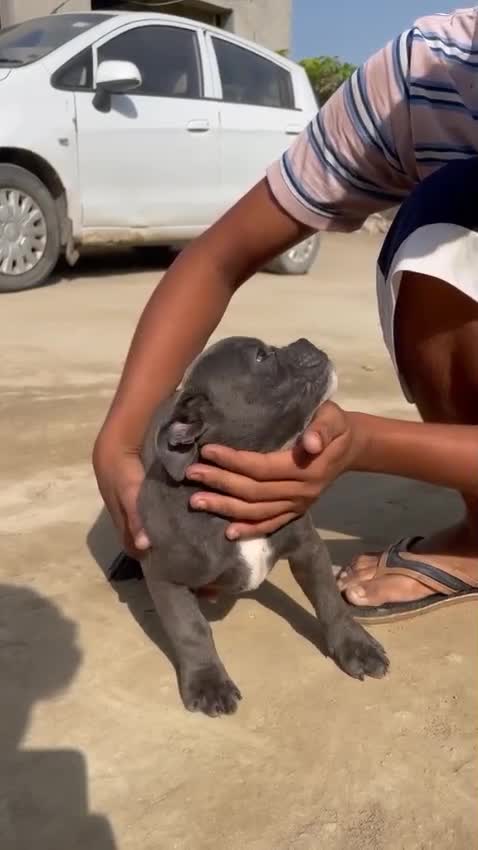 American Bully Pocket Size Puppy, farm video