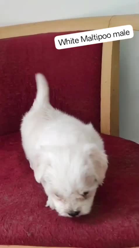Maltipoo Puppy, farm video