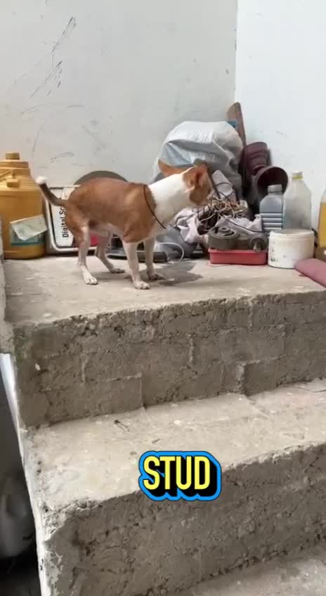 Chihuahua Puppy, farm video