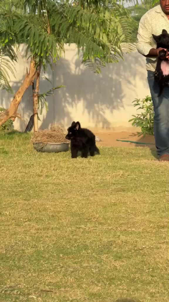 German Shepherd Puppy, farm video