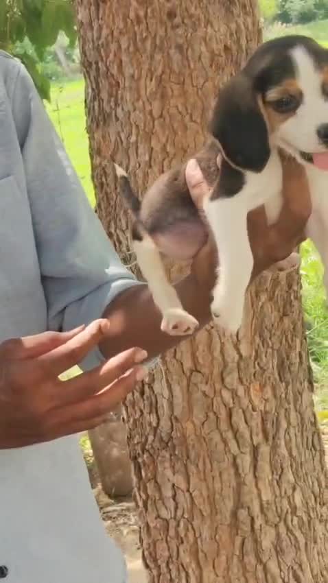 Dachshund Puppy, farm video