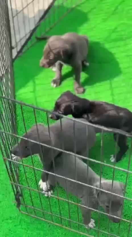 Greyhound Puppy, farm video