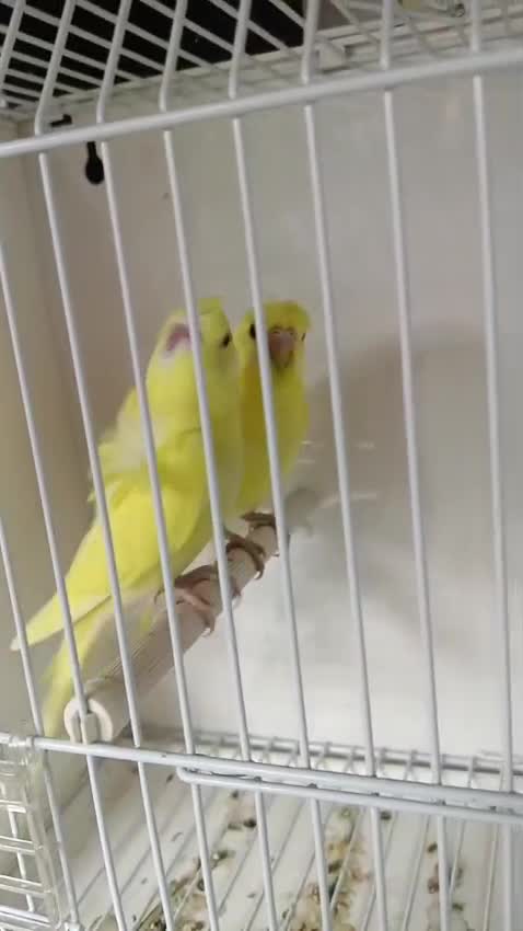 Hogoromo Budgies, farm video