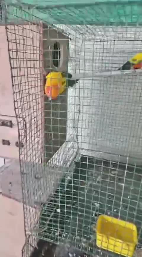 Sun Conure, farm video