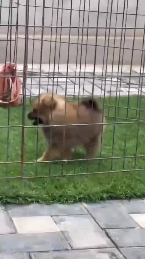 Pomeranian Puppy, farm video