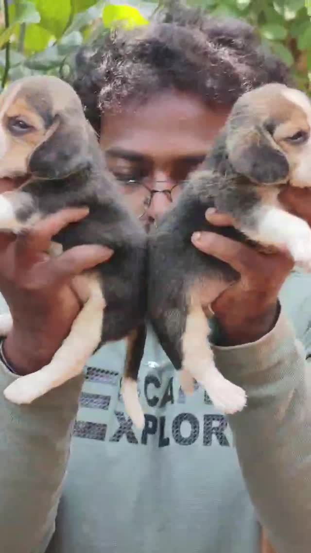 Beagle Black & Tan Puppy, farm video