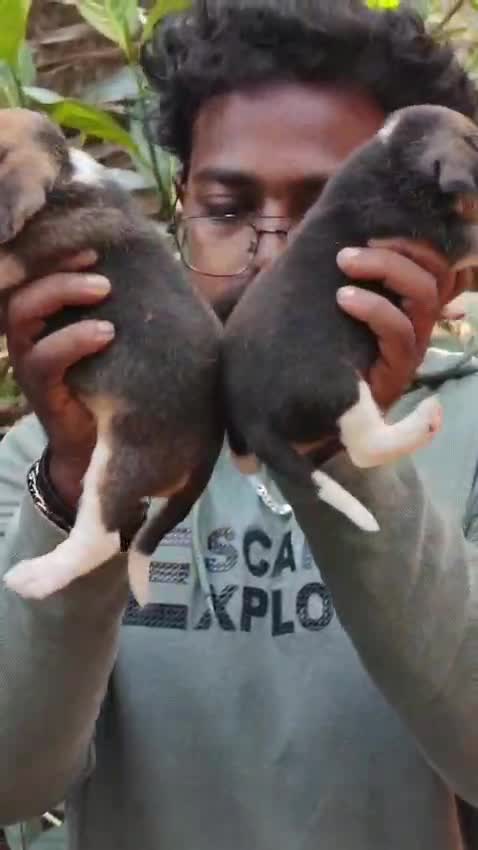 Beagle Black & Tan Puppy, farm video