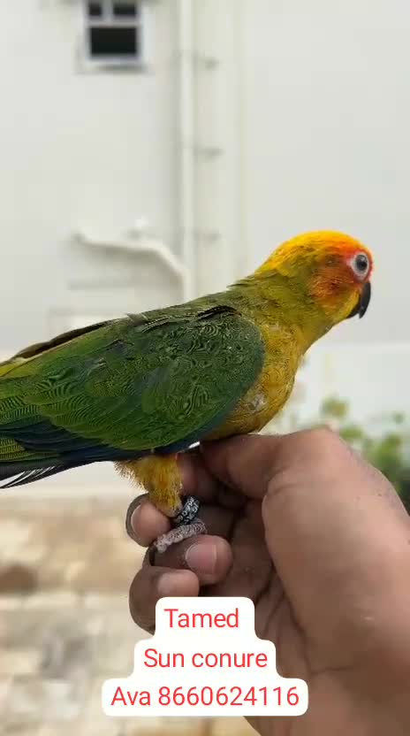 Sun Conure, farm video