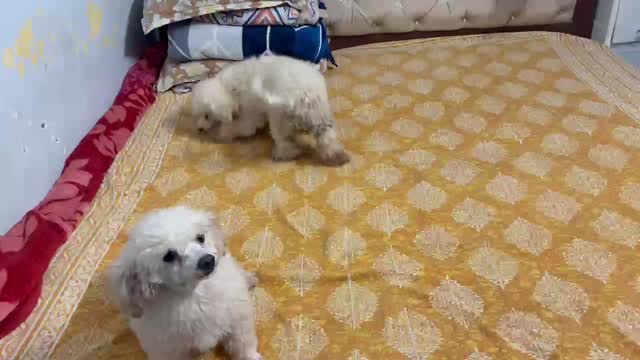 Standard Poodle Puppy, farm video
