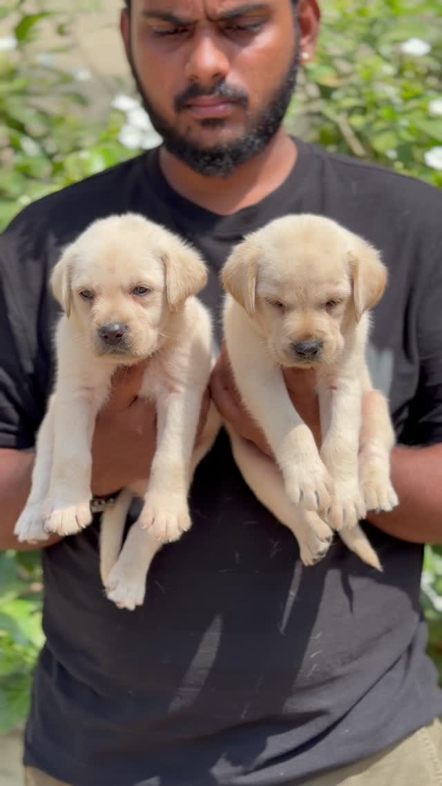 Beagle Black & Tan Puppy, farm video
