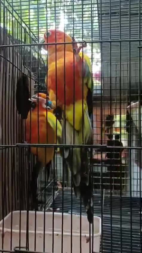 Sun Conure, farm video