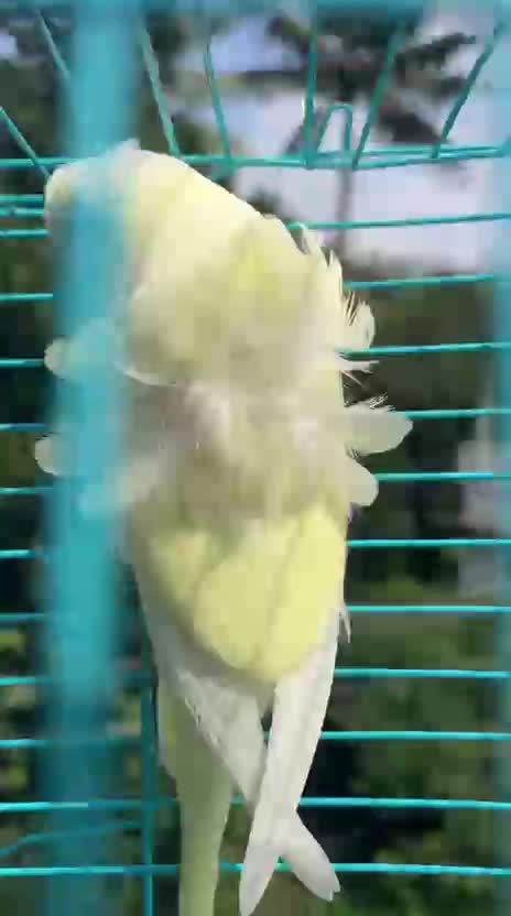 Helicopter Budgies, farm video
