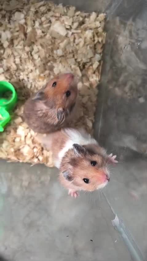Hamsters, farm video