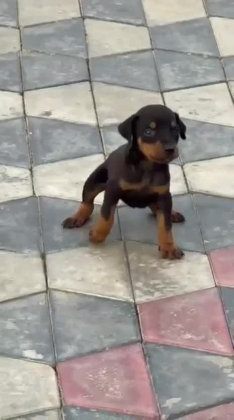 Doberman Pinscher Puppy, farm video