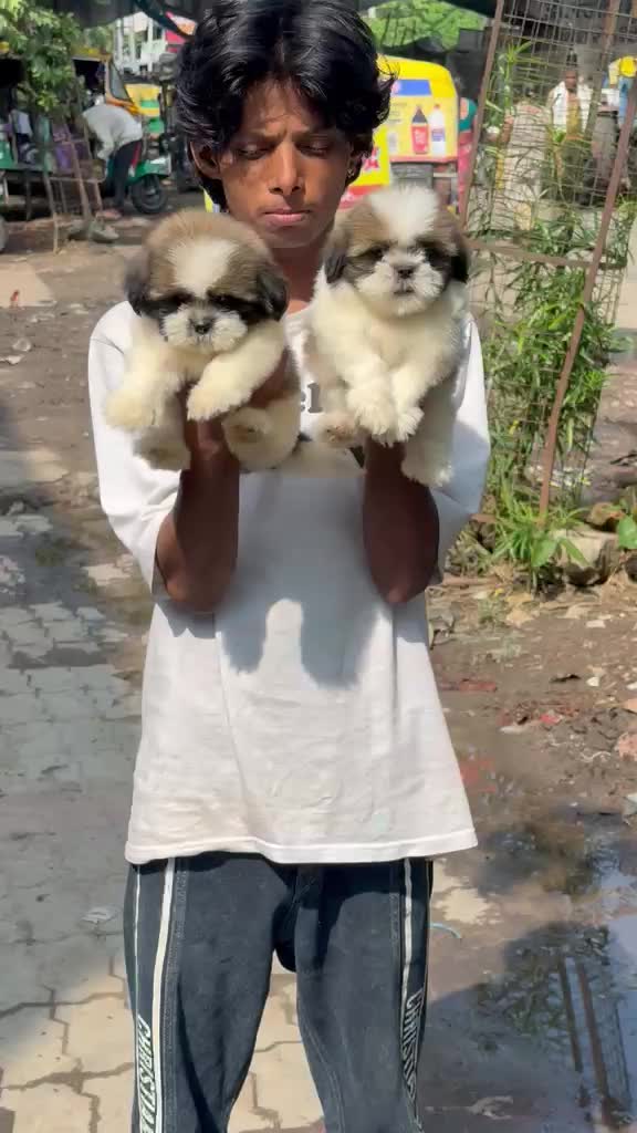 Shih Tzu | Tri Color Puppy, farm video