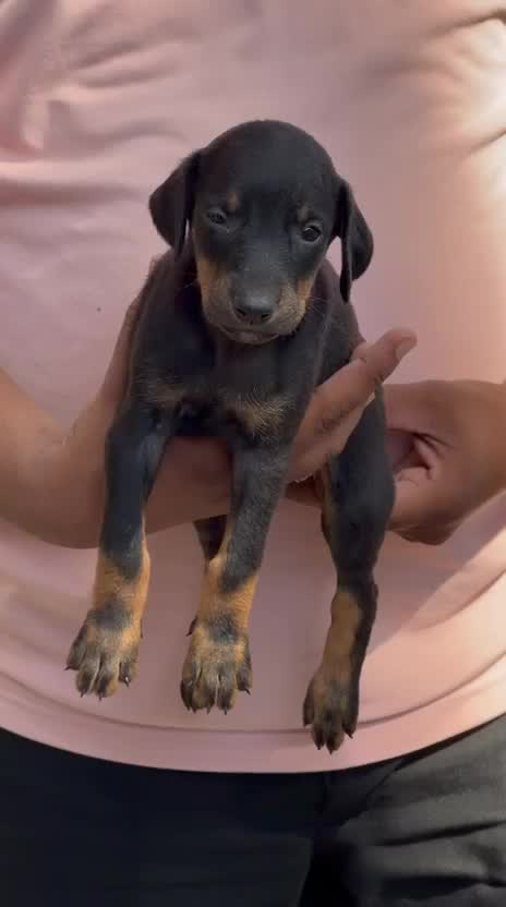 Doberman Pinscher Puppy, farm video