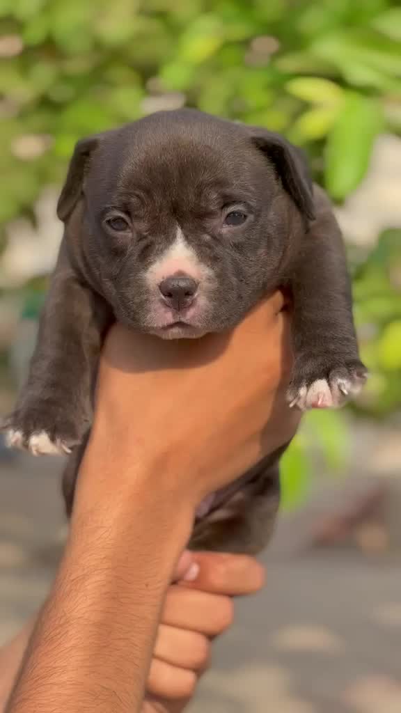 American Bull Dog | Pocket Size, farm video