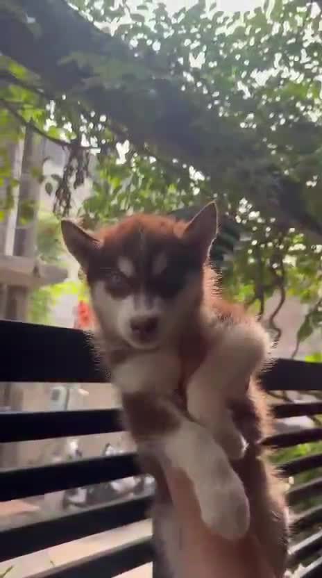 Siberian Husky Puppy | Copper & White Color, farm video