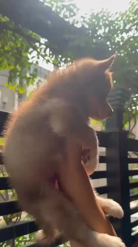 Siberian Husky Puppy | Copper & White Color, farm video