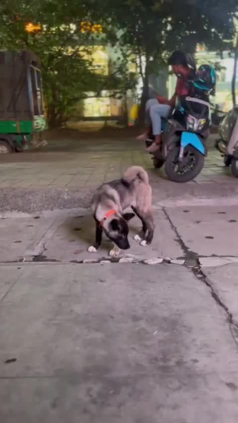 Akita Inu Puppy, farm video