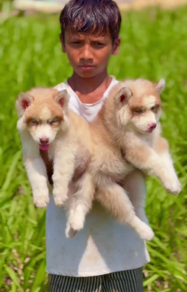 Siberian Husky Puppy | Black & White Color, farm video