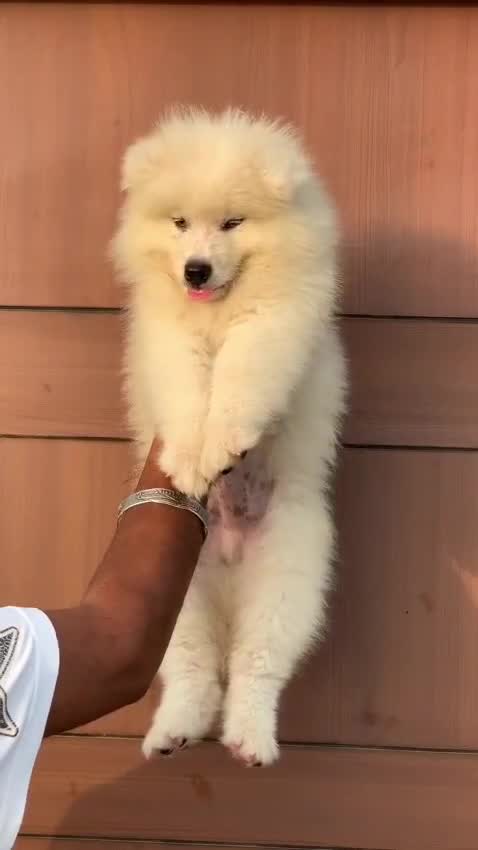 Samoyed Puppy | White, farm video