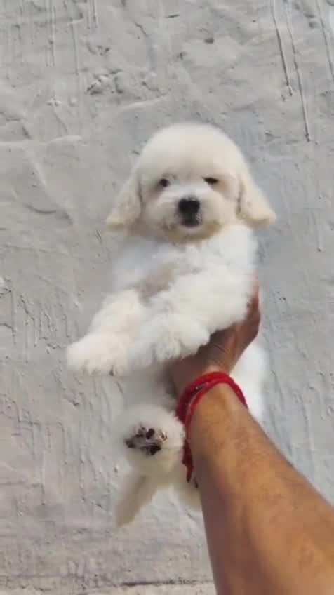 Toy Poodle Puppy, farm video