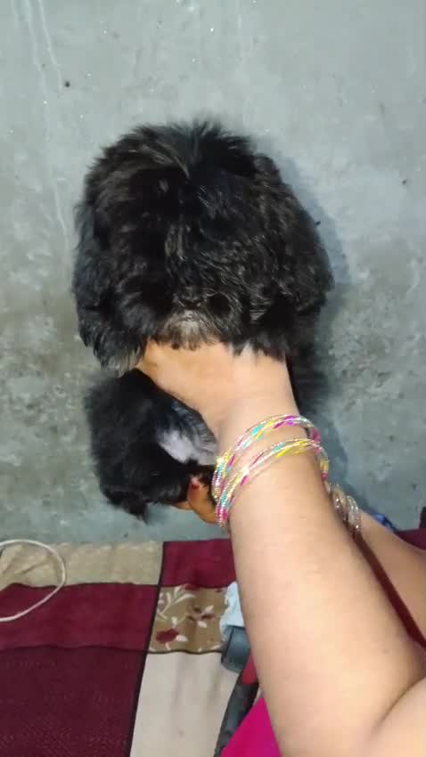 Shih Tzu | Black Color, farm video