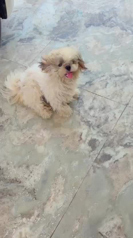 Shih Tzu | Black Color, farm video